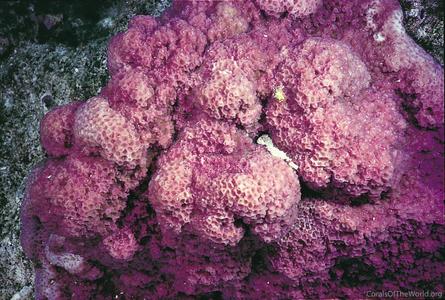CotW preview: Montipora foveolata
