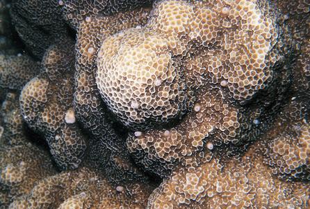 CotW preview: Montipora foveolata