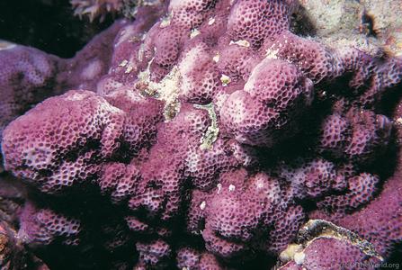 CotW: Montipora foveolata
