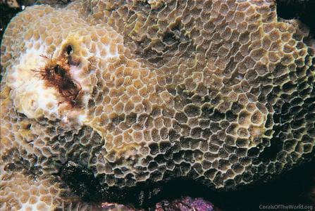 CotW: Montipora foveolata