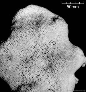 CotW: Montipora foveolata