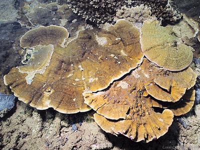 CotW: Montipora friabilis