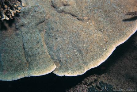 CotW: Montipora friabilis