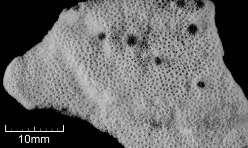 CotW: Montipora friabilis