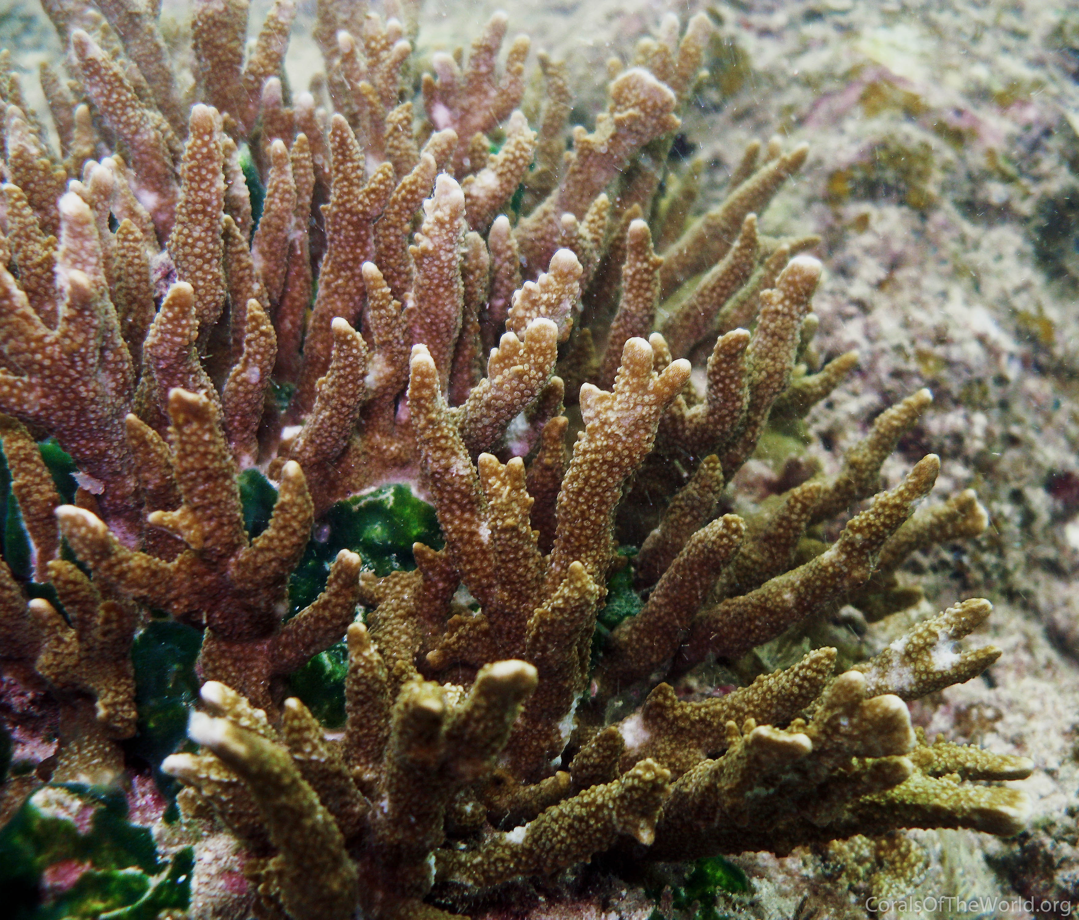 Montipora gaimardi