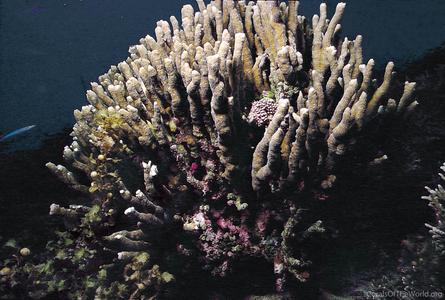 CotW: Montipora gaimardi