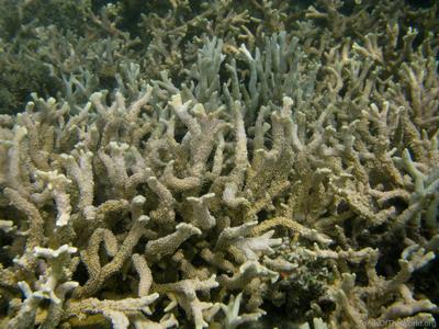 CotW: Montipora gaimardi