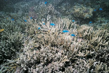 CotW: Montipora gaimardi