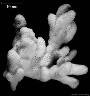 CotW: Montipora gaimardi