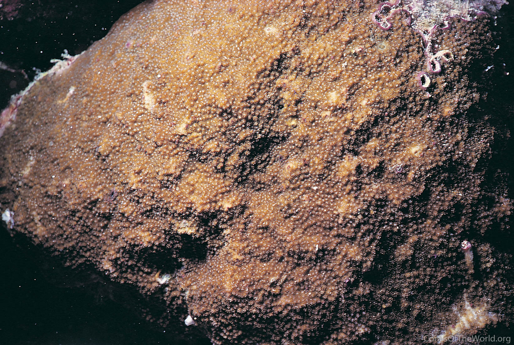 Montipora grisea