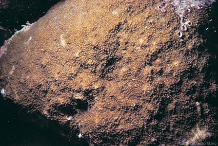 CotW: Montipora grisea