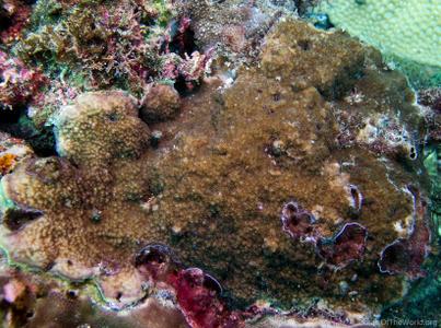 CotW: Montipora grisea