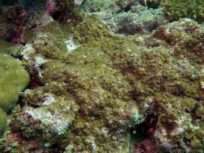 CotW: Montipora grisea