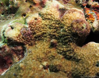 CotW: Montipora grisea