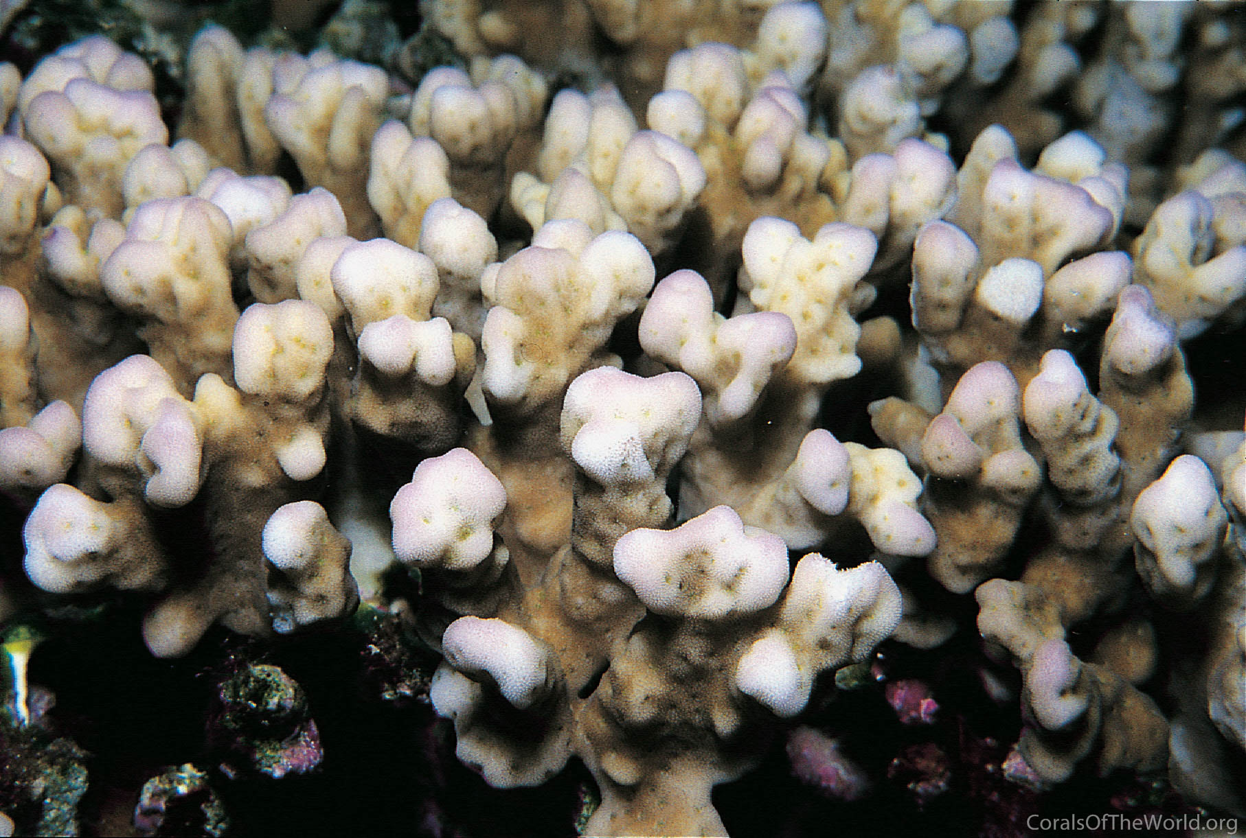 Montipora hemispherica