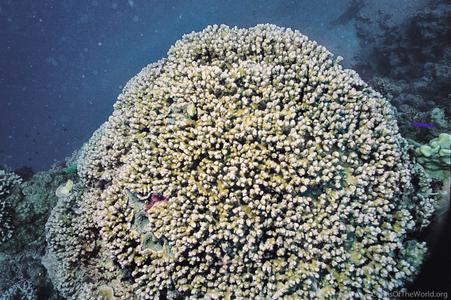 CotW: Montipora hemispherica