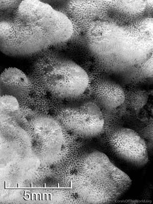 CotW: Montipora hemispherica