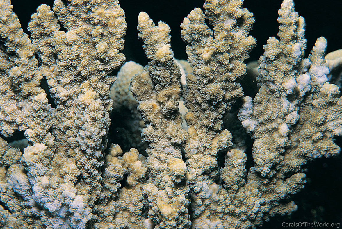 Montipora hispida