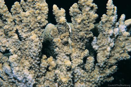 CotW: Montipora hispida