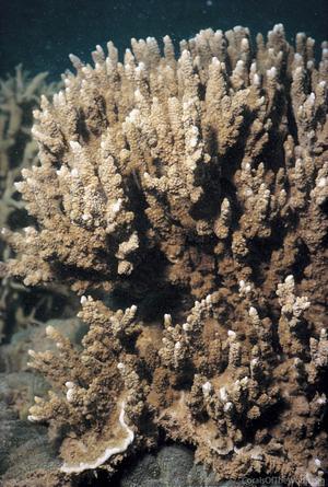 CotW: Montipora hispida