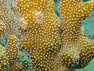 CotW: Montipora hispida