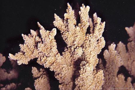 CotW: Montipora hispida