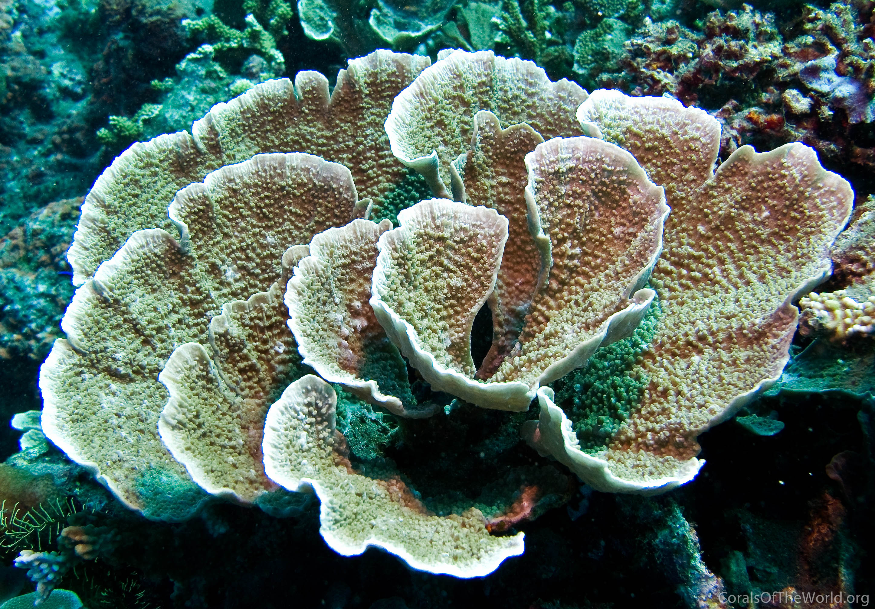 Montipora hodgsoni