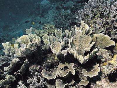 CotW: Montipora hodgsoni