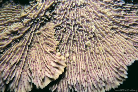 CotW: Montipora hodgsoni