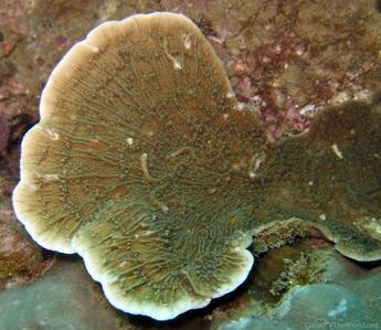 CotW: Montipora hodgsoni