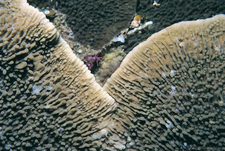 CotW: Montipora hodgsoni