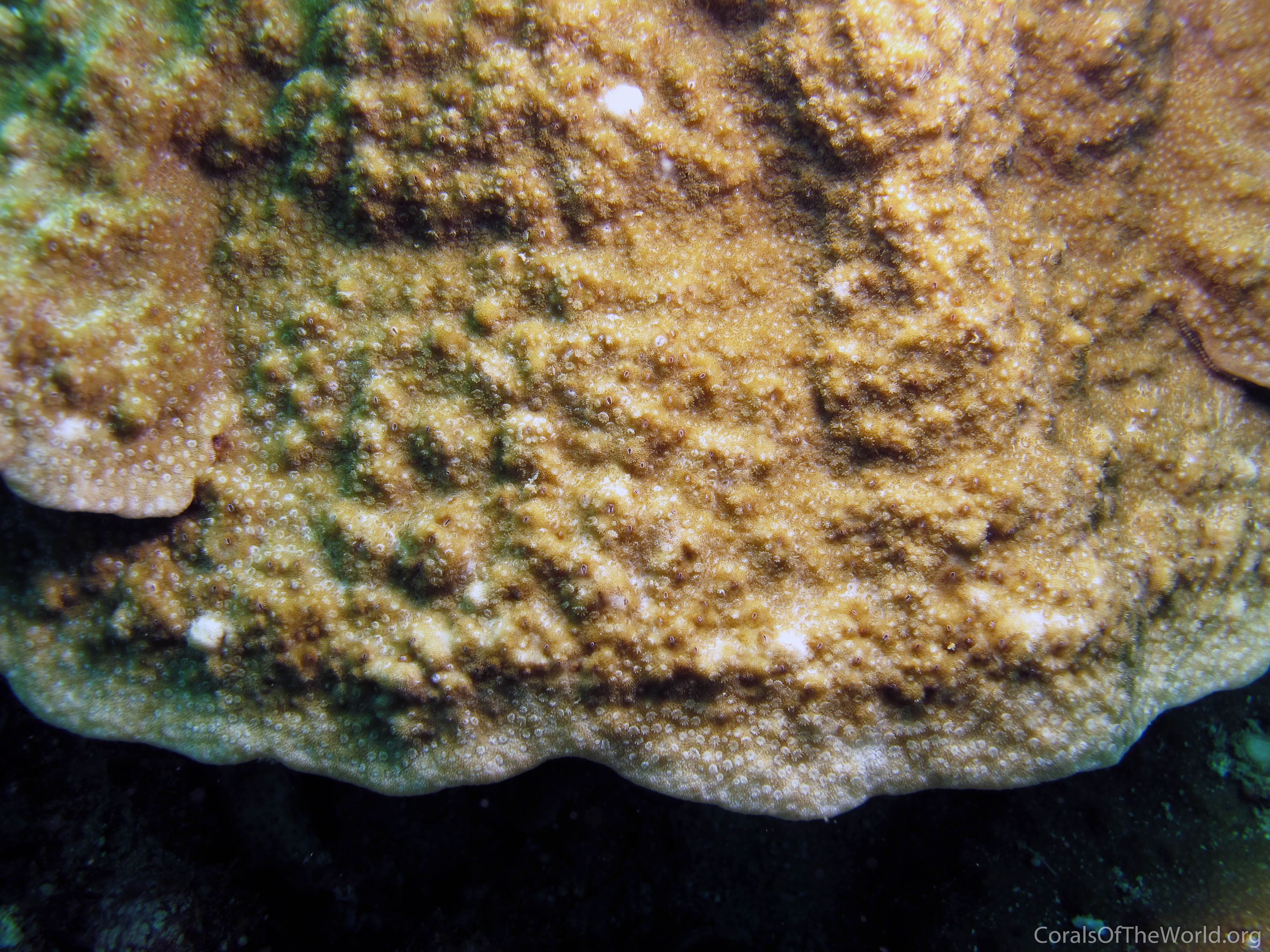 Montipora hoffmeisteri