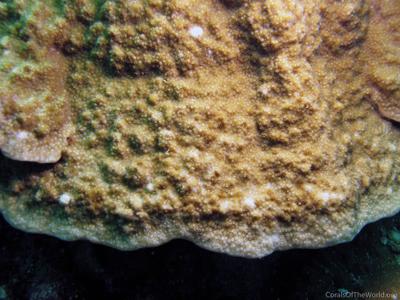 CotW: Montipora hoffmeisteri