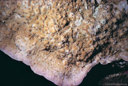 CotW: Montipora hoffmeisteri