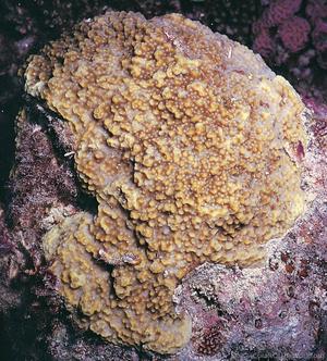 CotW: Montipora hoffmeisteri