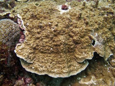 CotW: Montipora hoffmeisteri