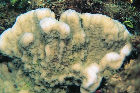 CotW preview: Montipora incrassata