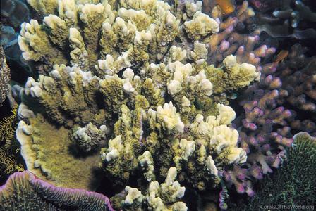 CotW preview: Montipora incrassata