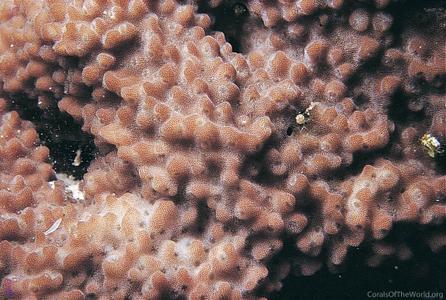 CotW: Montipora incrassata