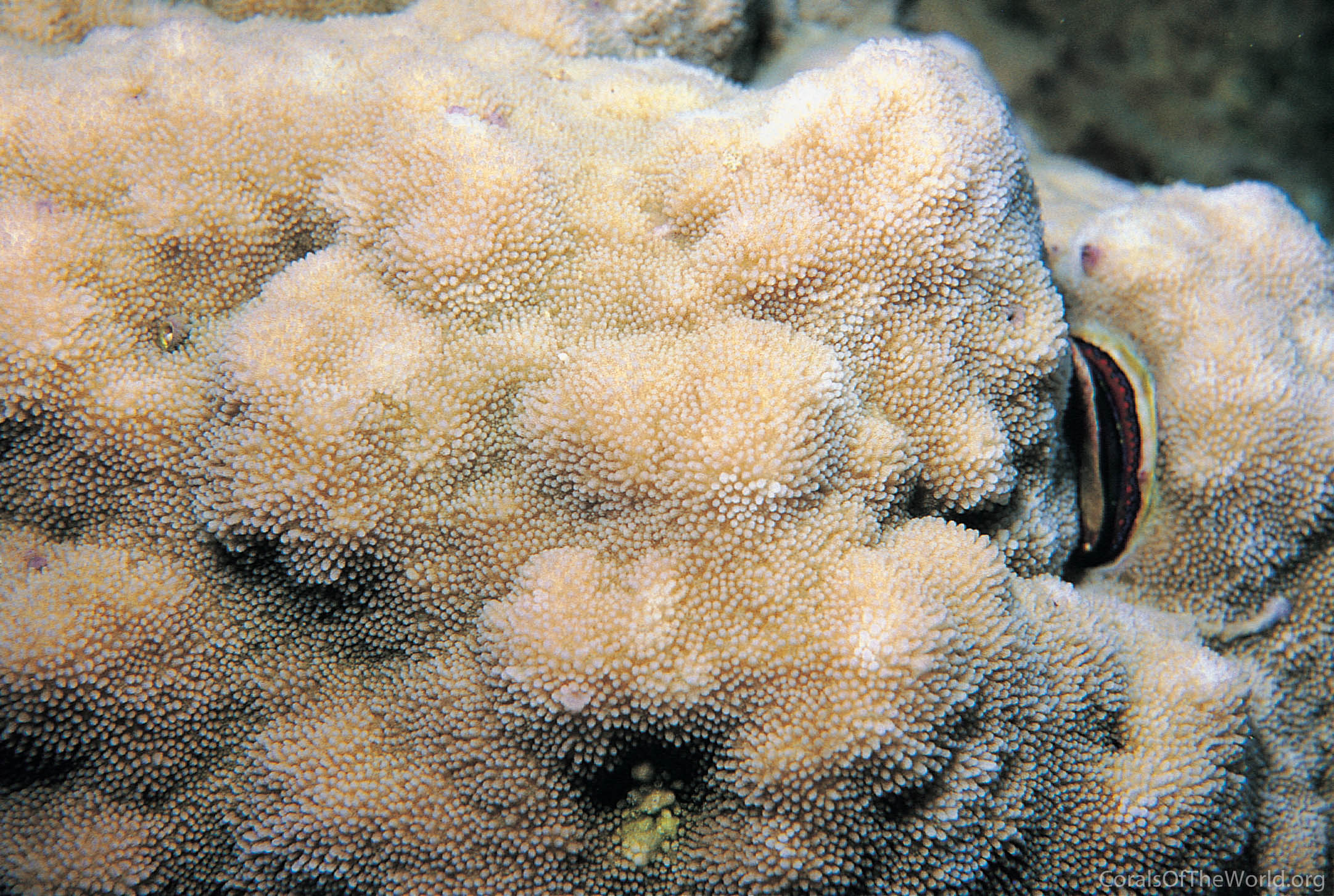 Montipora informis