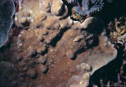 CotW: Montipora informis
