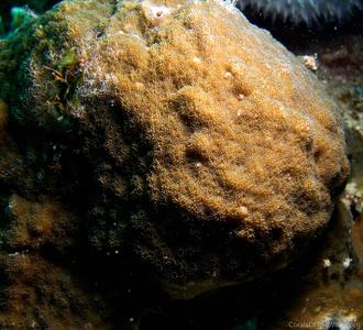 CotW: Montipora informis