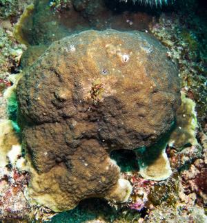 CotW: Montipora informis