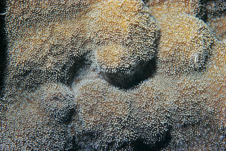 CotW: Montipora informis
