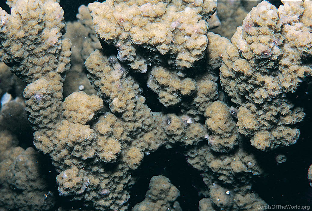 Montipora kellyi