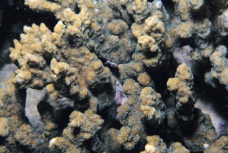 CotW: Montipora kellyi