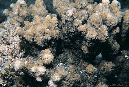 CotW: Montipora kellyi