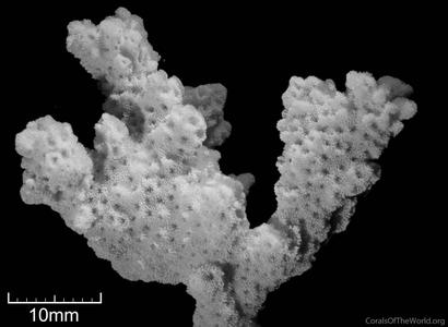 CotW: Montipora kellyi
