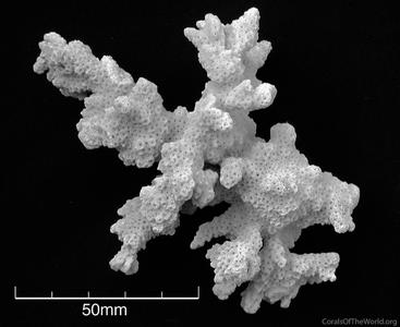 CotW: Montipora kellyi