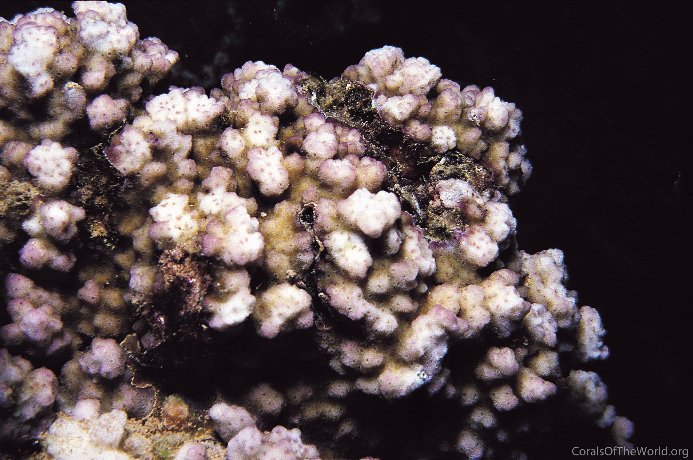 Montipora lobulata